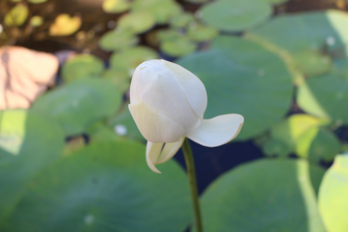 Nelumbonaceae